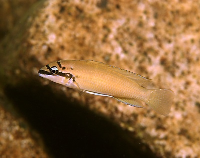 Chalinochromis brichardi 'Kombe'